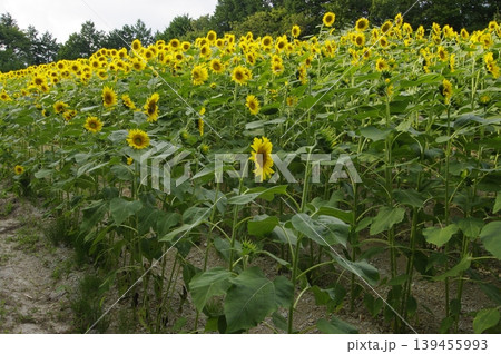 真夏の愛知県阿南町のひまわり畑ではひまわりが太陽の光を受けて満開です。 139455993
