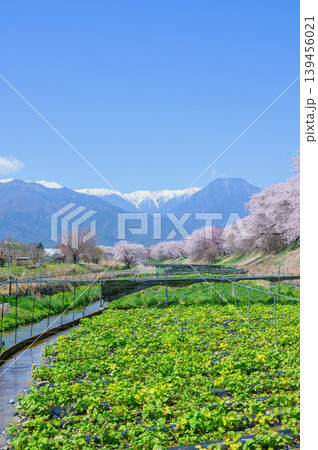 【穂高川わさび園】桜並木とワサビ畑【安曇野市穂高】 【穂高川わさび園】桜並木とワサビ畑【安曇野市穂高】 139456021