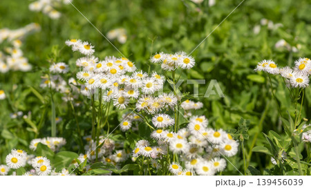 daisy fleabane daisy fleabane 139456039