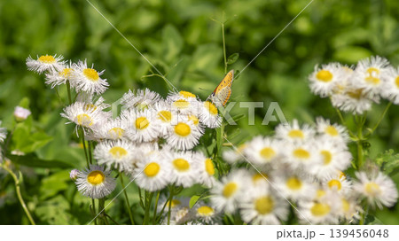 daisy fleabane daisy fleabane 139456048