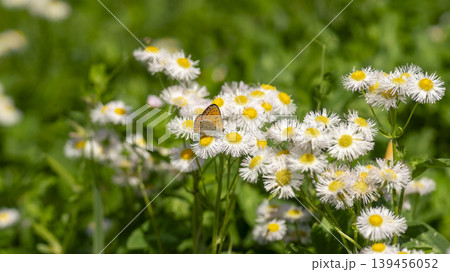 daisy fleabane daisy fleabane 139456052