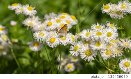 daisy fleabane 139456059