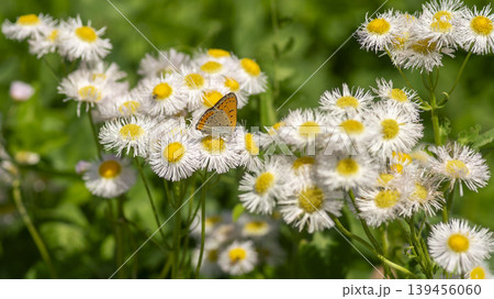 daisy fleabane daisy fleabane 139456060