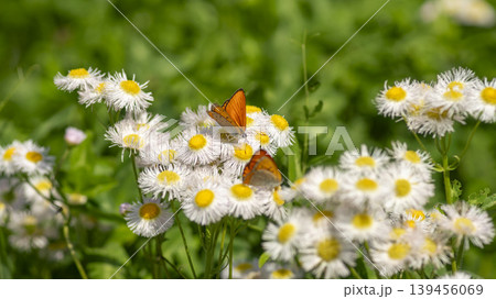 daisy fleabane 139456069