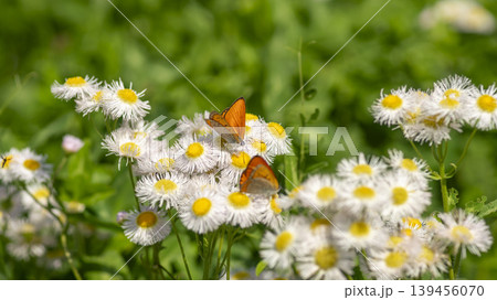 daisy fleabane daisy fleabane 139456070