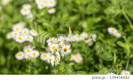daisy fleabane daisy fleabane 139456082