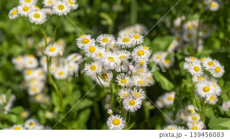 daisy fleabane 139456083