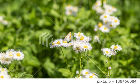 daisy fleabane 139456084