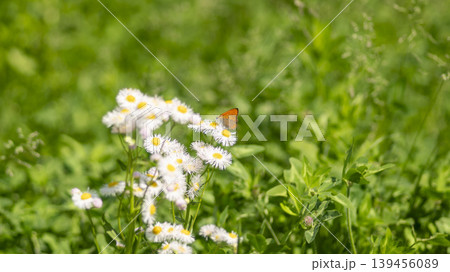 daisy fleabane daisy fleabane 139456089