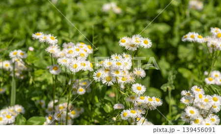 daisy fleabane 139456091