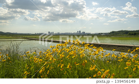 Coreopsis Coreopsis 139456149