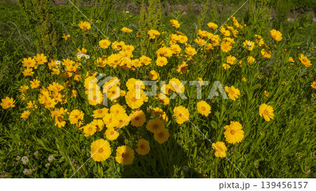 Coreopsis Coreopsis 139456157