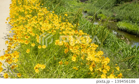 Coreopsis Coreopsis 139456186