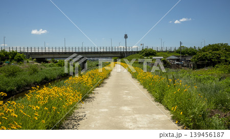 Coreopsis Coreopsis 139456187