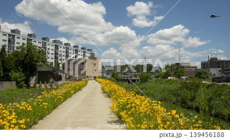 Coreopsis Coreopsis 139456188