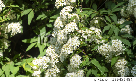 Spiraea Spiraea 139456484