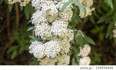 Spiraea Spiraea 139456488