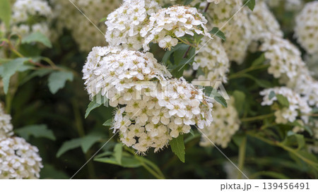 Spiraea Spiraea 139456491