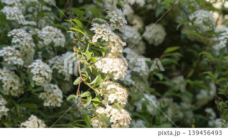 Spiraea Spiraea 139456493