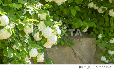 Spiraea Spiraea 139456502
