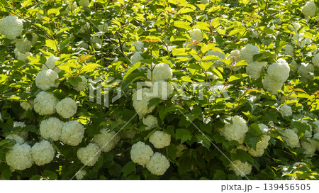 Spiraea  139456505