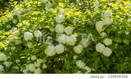 Spiraea Spiraea 139456508