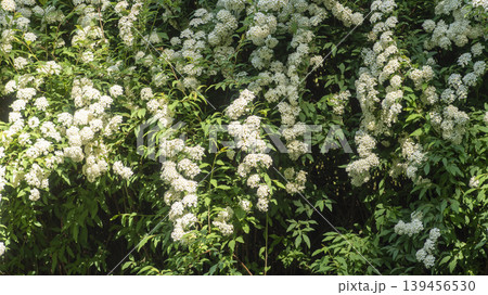 Spiraea  139456530