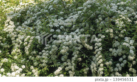Spiraea  139456531