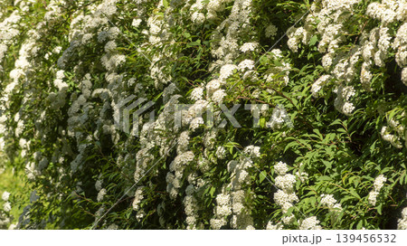 Spiraea Spiraea 139456532