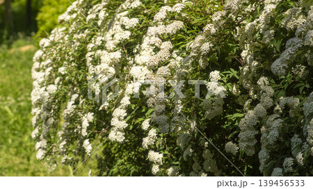 Spiraea Spiraea 139456533