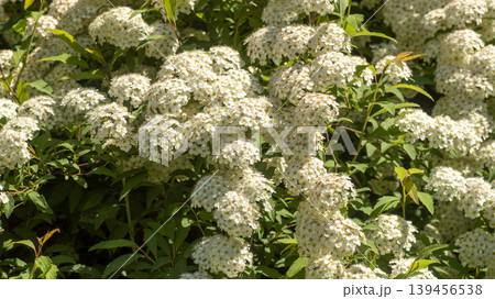 Spiraea  139456538