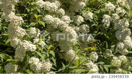 Spiraea Spiraea 139456539