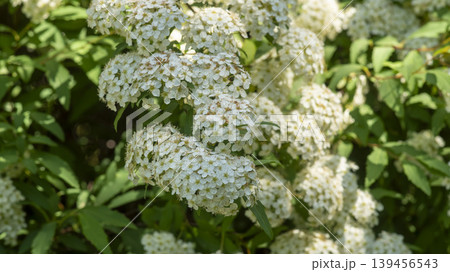 Spiraea Spiraea 139456543