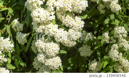 Spiraea  139456548