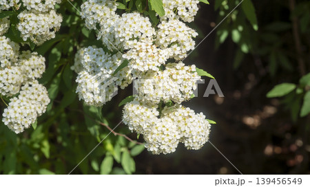 Spiraea  139456549