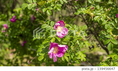 Rose of Sharon Rose of Sharon 139456647
