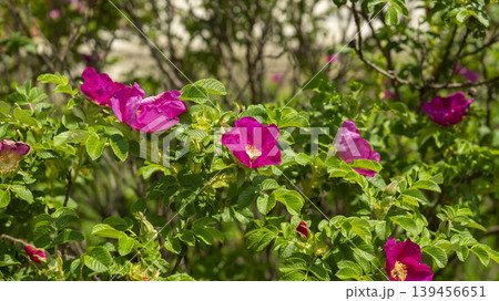 Rose of Sharon Rose of Sharon 139456651