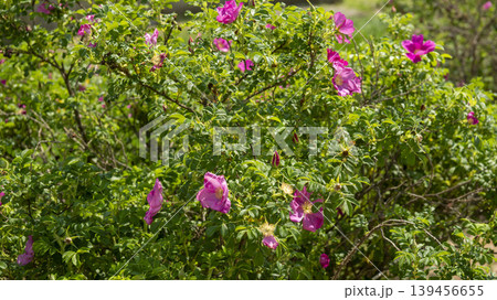 Rose of Sharon Rose of Sharon 139456655