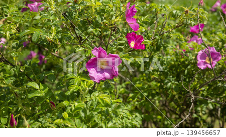 Rose of Sharon Rose of Sharon 139456657