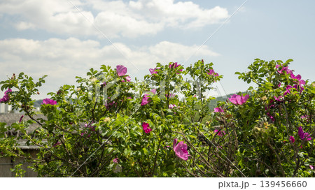 Rose of Sharon Rose of Sharon 139456660