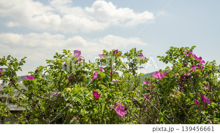 Rose of Sharon Rose of Sharon 139456661