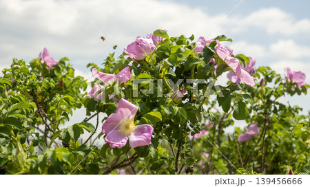 Rose of Sharon Rose of Sharon 139456666