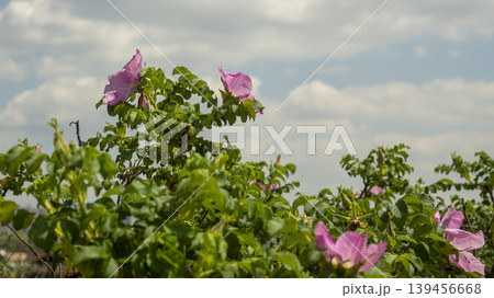 Rose of Sharon Rose of Sharon 139456668