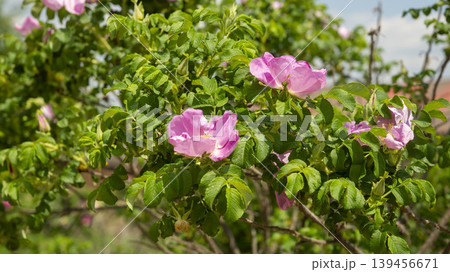 Rose of Sharon Rose of Sharon 139456671