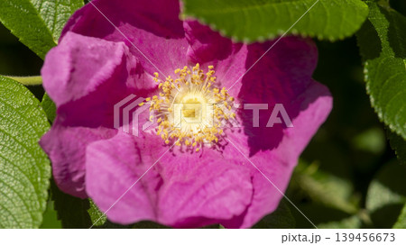 Rose of Sharon 139456673