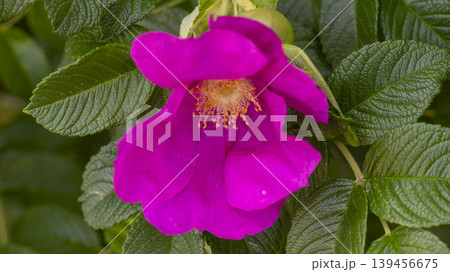 Rose of Sharon Rose of Sharon 139456675
