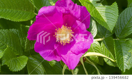 Rose of Sharon Rose of Sharon 139456682