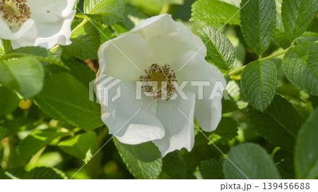 Rose of Sharon Rose of Sharon 139456688