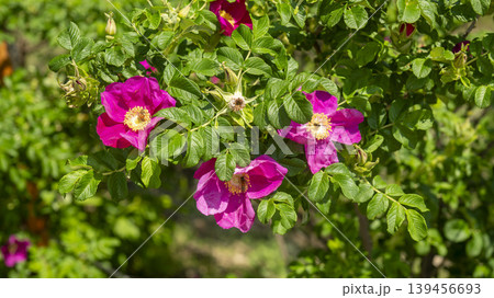 Rose of Sharon Rose of Sharon 139456693