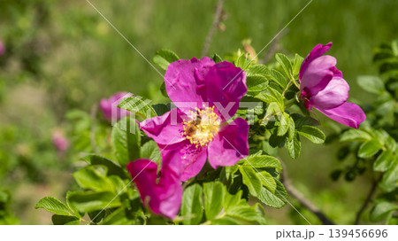 Rose of Sharon Rose of Sharon 139456696